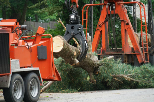 Tree Health Inspection in Genesee, ID